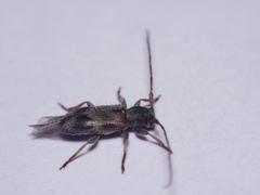 Exocentrus lusitanus