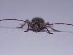 Exocentrus lusitanus