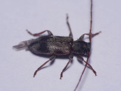 Exocentrus lusitanus