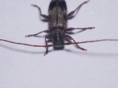 Exocentrus lusitanus