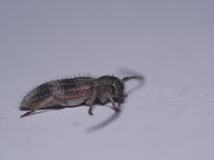 Exocentrus lusitanus