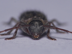 Exocentrus lusitanus