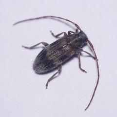 Exocentrus lusitanus