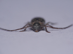 Exocentrus lusitanus