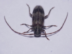 Exocentrus lusitanus