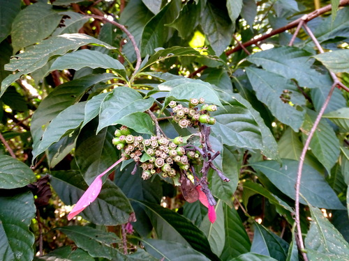 Pogonopus exsertus, photograph 6