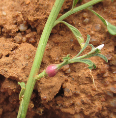 Hermbstaedtia odorata