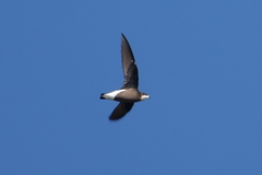 Hirundapus caudacutus