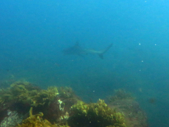 Carcharhinus brachyurus