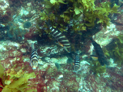 Chirodactylus spectabilis