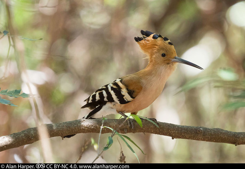 Madagascar Hoopoe