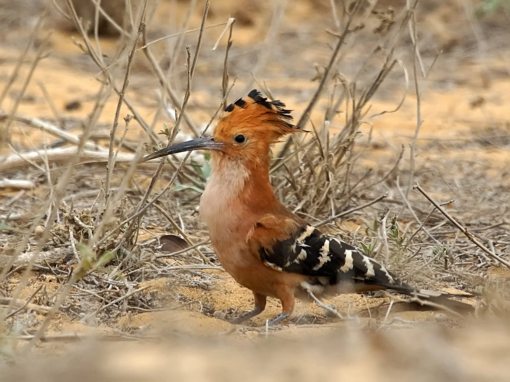 Madagascar Hoopoe photo