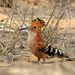 Madagascar Hoopoe - Photo (c) David Cook, some rights reserved (CC BY-NC)