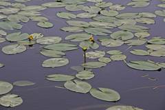 Nuphar pumila