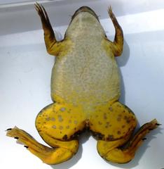 Xenopus muelleri
