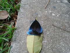 Pompelon marginata