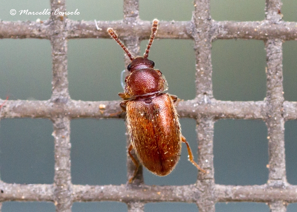 Cryptophagus pilosus