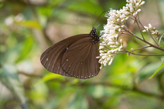 Euploea sylvester swinhoei