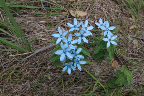 Image of Oxypetalum coeruleum by (c) Thomas Mesaglio, some rights reserved (CC BY)