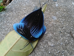Pompelon marginata
