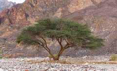 Vachellia tortilis raddiana