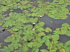 Nymphaea tetragona