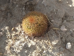 Mammillaria polythele