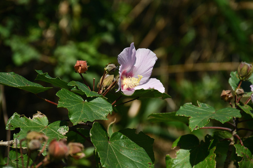 Hibiscus makinoi iNat (2)