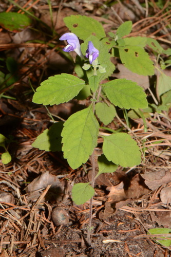 Image of Scutellaria alabamensis by (c) Brian Finzel, some rights reserved (CC BY-SA)