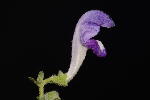 Image of Scutellaria alabamensis by (c) Brian Finzel, some rights reserved (CC BY-SA)