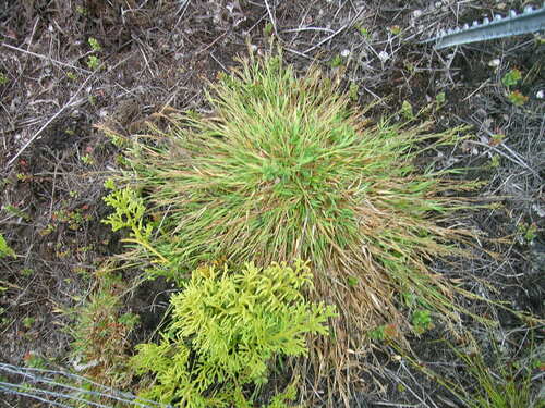 Panicum longivaginatum