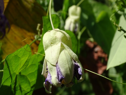 Image of Passiflora seemannii by (c) Alexis López Hernández, some rights reserved (CC BY)