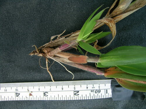 Panicum longivaginatum
