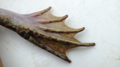 Hoplobatrachus occipitalis