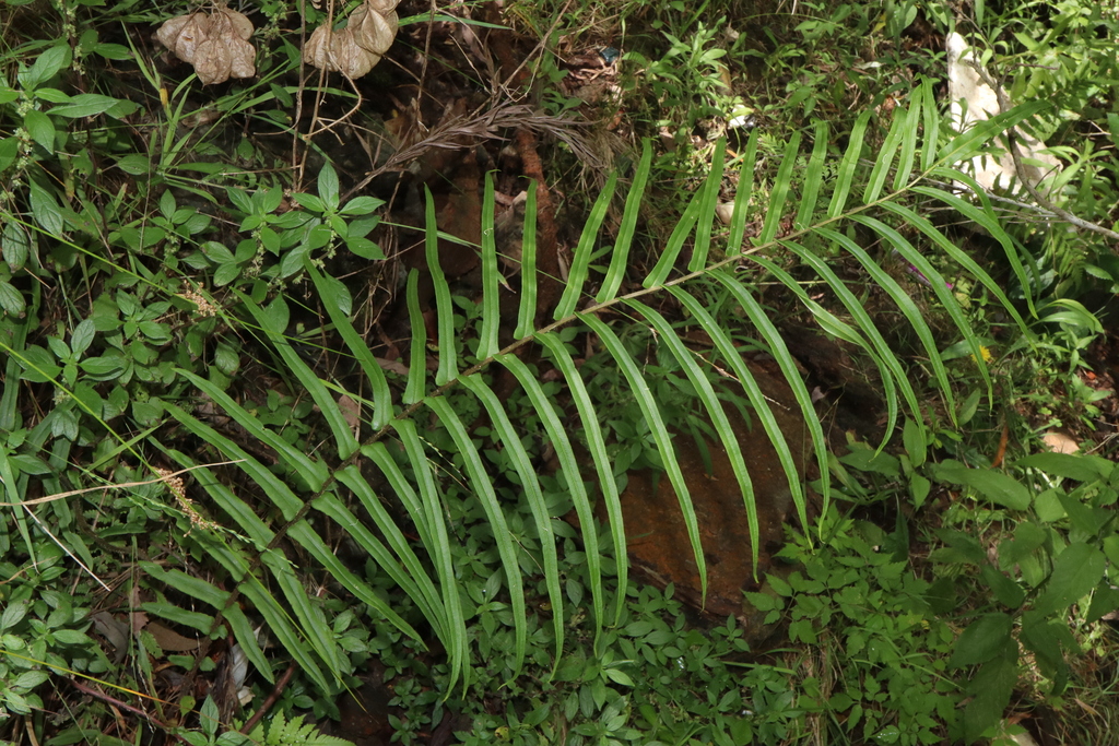 ladder fern from Sydney NSW, Australia on December 26, 2023 at 1135 AM
