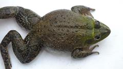 Hoplobatrachus occipitalis