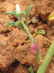 Hermbstaedtia odorata