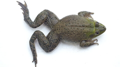 Hoplobatrachus occipitalis