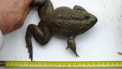 Hoplobatrachus occipitalis