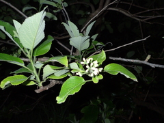 Ehretia dicksonii