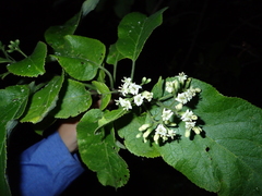 Ehretia dicksonii