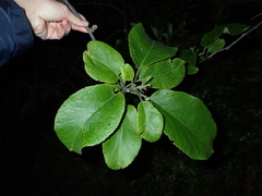 Ehretia dicksonii