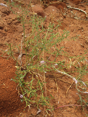 Hermbstaedtia odorata