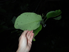 Ehretia dicksonii