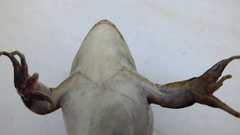 Hoplobatrachus occipitalis