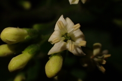 Ehretia dicksonii