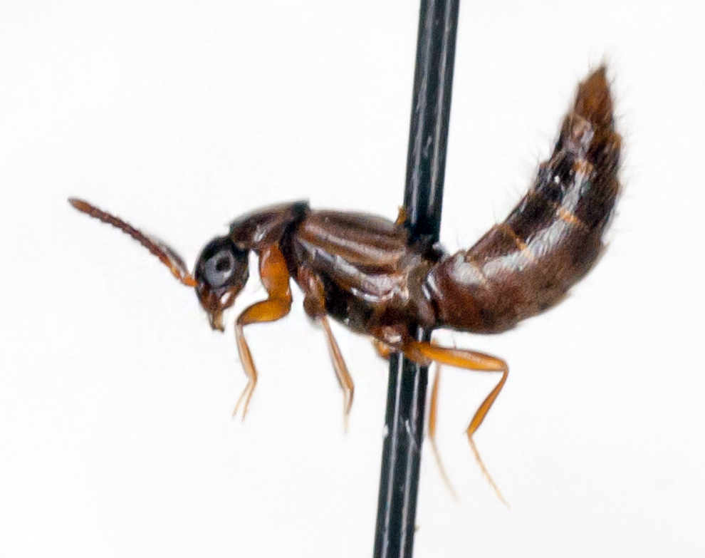 Atheta flavipes