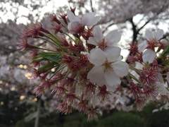Prunus × yedoensis