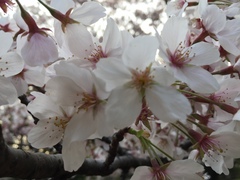 Prunus × yedoensis