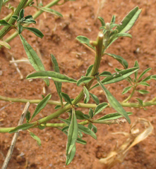 Hermbstaedtia odorata
